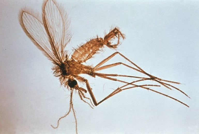 Imagen del flebótomo transmisor de la enfermedad, conocido como karachä, en guaraní.