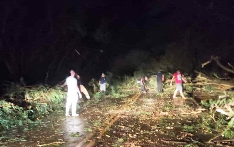 Varios árboles cayeron en la zona conocida como "Túnel Verde" de Santa Rita.