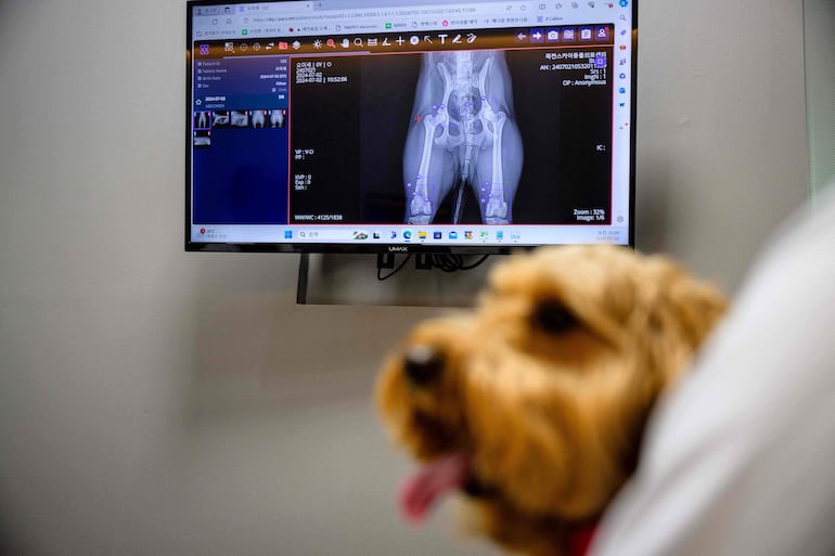 Mozzi, un perro goldendoodle, sentado cerca de un monitor que muestra los resultados de sus rayos X mientras se procesan a través del software 'X Caliber' para identificar anomalías de los rayos X en Yongin.