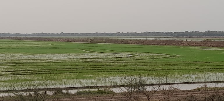 Miles de litros de agua utilizan las empresas arroceras para regar el cultivo de arroz en la zona de Villa Oliva. El agua extraen del río Paraguay mediante potentes motobombas.