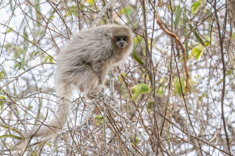 La fauna del Alto Chaco se ve fuertemente apeligrada por los incendios.