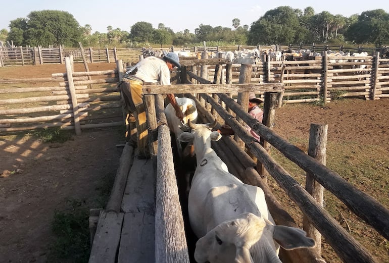 El próximo 6 de julio del corriente se iniciará la segunda vacunación contra la fiebre aftosa y la brucelosis bovina, que se extenderá hasta el 14 de agosto.