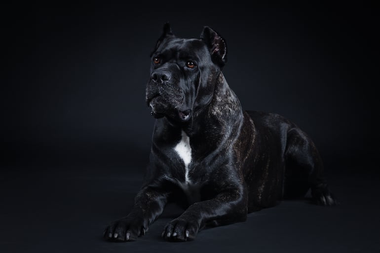 Perro de raza Cane Corso.