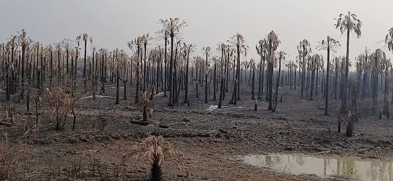 Los incendios forestales afectaron a varias estancias en Fuerte Olimpo, ahora un supuesto estafador esta engañando a los productores, solicitando dinero para realizar las investigaciones.