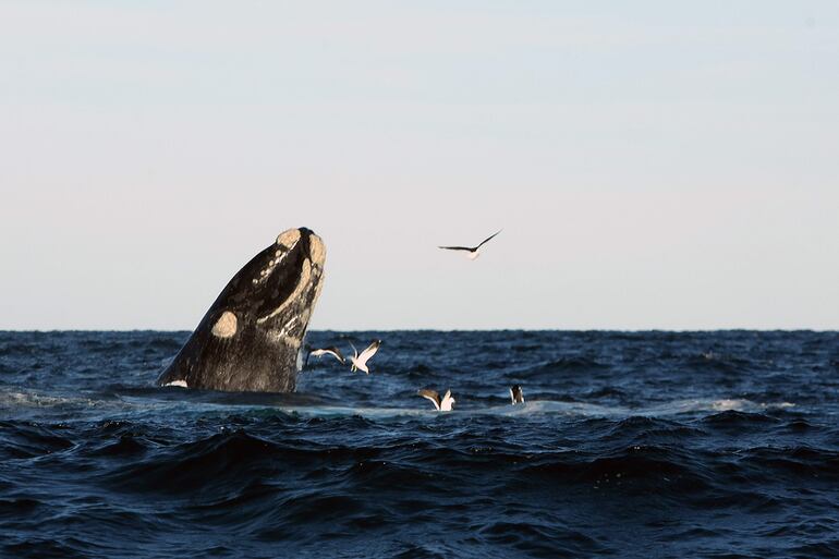 Una ballena franca en la Península Valdés, cerca a Puerto Madryn en la provincia de Chubut (Argentina). 