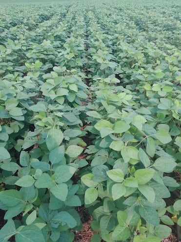 Una plantación de soja en Santa Fe del Paraná, al norte de Alto Paraná.