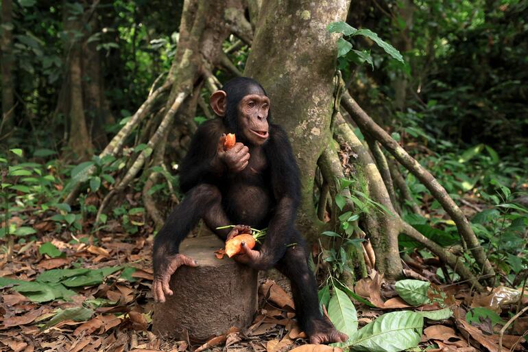 Un joven chimpancé come en una isla durante una excursión en el Parque Natural Douala-Edea en Marienberg.