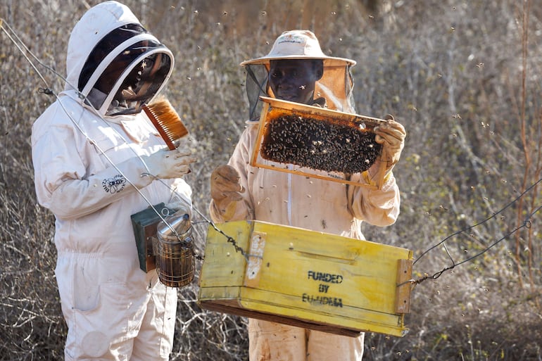 Colmenas protegen las parcelas cultivadas de las granjas de Kenia.