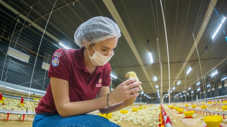 La sanidad en las granjas de pollos parrilleros es fundamental para el éxito del trabajo.