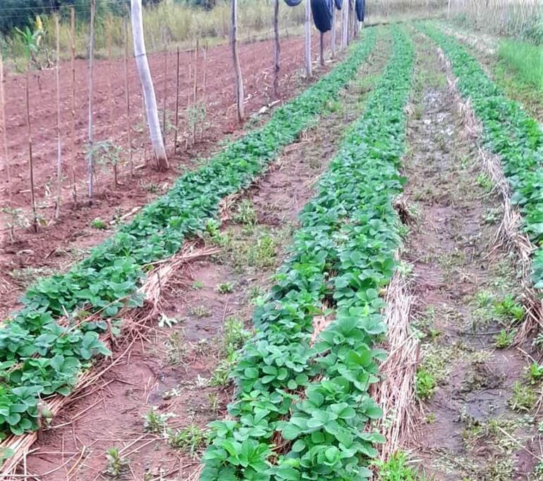 La frutilla se encuentra en etapa de crecimiento y es favorecida por la lluvia.