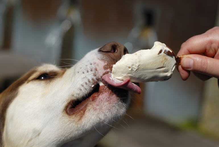 Un perro husky lame un helado palito.