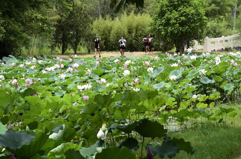 Jóvenes aprovecharon hoy para hacer picnic, caminar, o simplemente apreciar las flores de loto. 