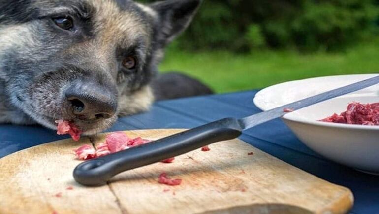 Un perro se puede contagiar de toxoplasmosis a través del contacto con una superficie infectada, a través de la ingestión de las heces del gato o bien por la ingestión de carne cruda contaminada con los huevos del parásito.