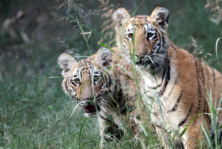 Los cachorros de tigre de Bengala, nacidos en el zoo de Nueva Delhi, India.