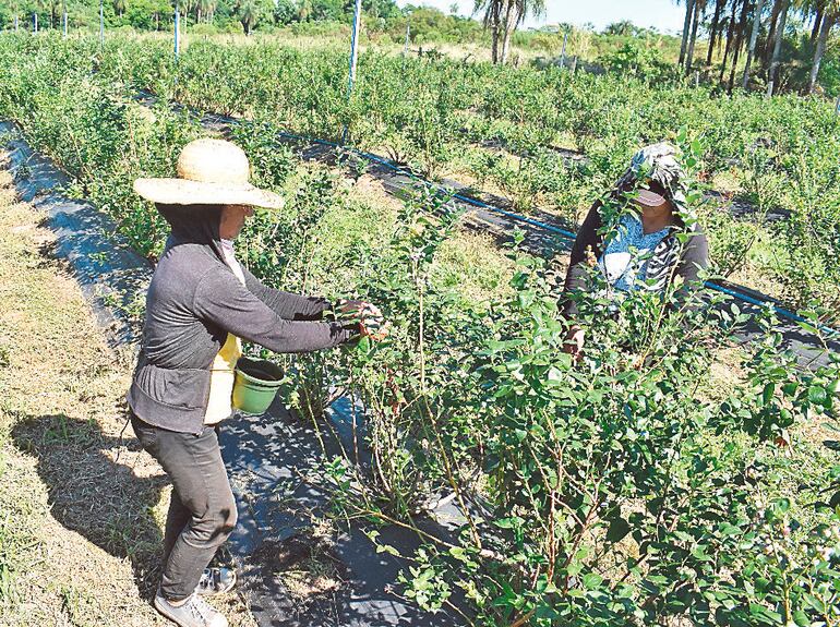 Por el tamaño de la fruta de arándano, la cosecha queda en “manos” de mujeres que le dan un  trato especial.