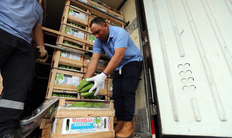 Últimas verificaciones del contenedor con banana enviado de Tembiaporã al Brasil.