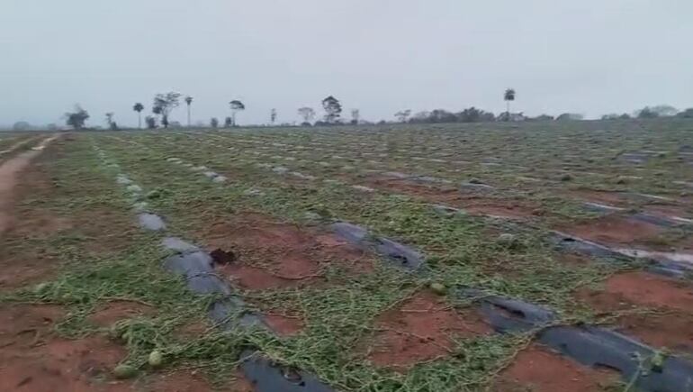 Un extenso cultivo de sandía destruido por el temporal.