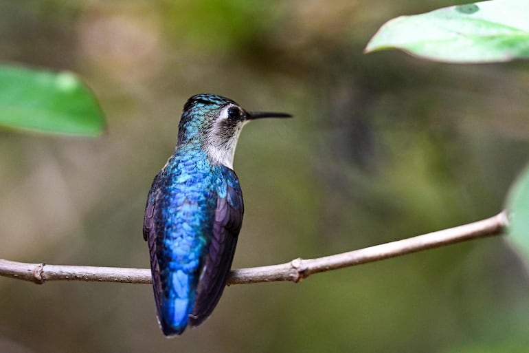 Un colibrí zunzuncito (Mellisuga helenae) se posa en la rama de un arbusto en la Casa del Colibrí en la aldea Palpite, Ciénaga de Zapata, provincia de Matanzas, Cuba.