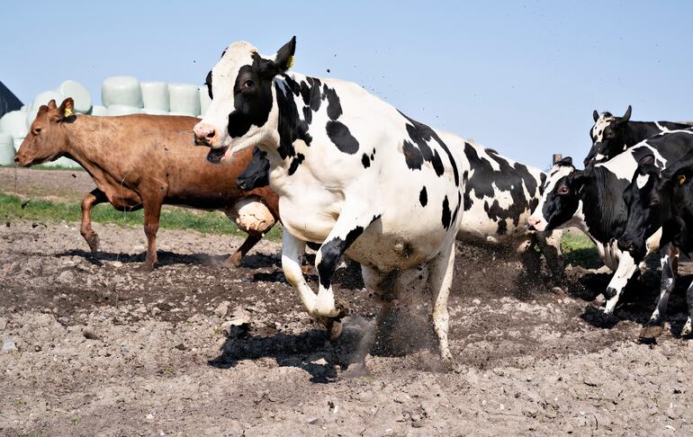 Para poder exportar carne, soja, madera, café, cacao, aceite de palma y caucho a la Unión Europea, el país vendedor tiene que demostrar que estas materias primas se produjeron o cosecharon en terrenos que no causaron degradación forestal o deforestación, a través de sistemas de geolocalización. Dichas regulaciones ambientales pueden ayudar a Paraguay a conquistar mercados más sofisticados, según jefe de Cooperación.