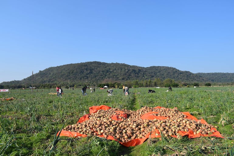 Productores de cebolla anuncian cierre de ruta si no venden sus productos.