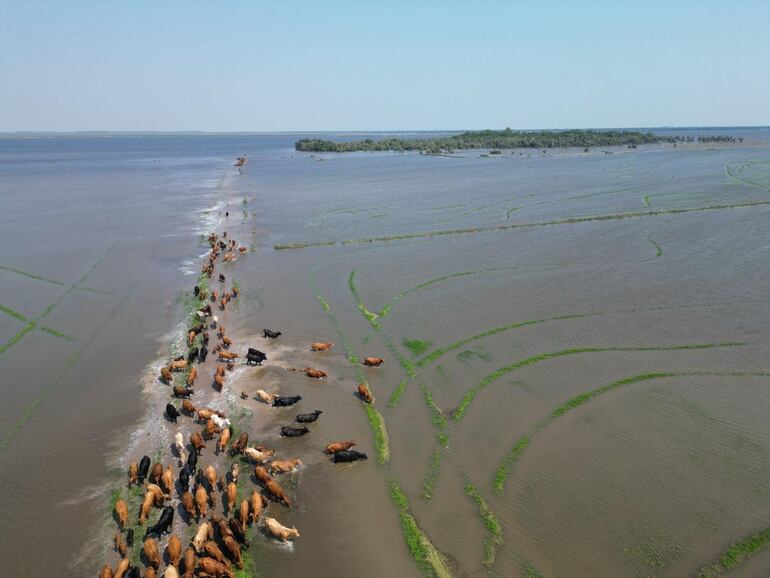 Se estima que unas 60.000 cabezas fueron afectadas por las inundaciones en el sur del país, según reporte del Seancsa.