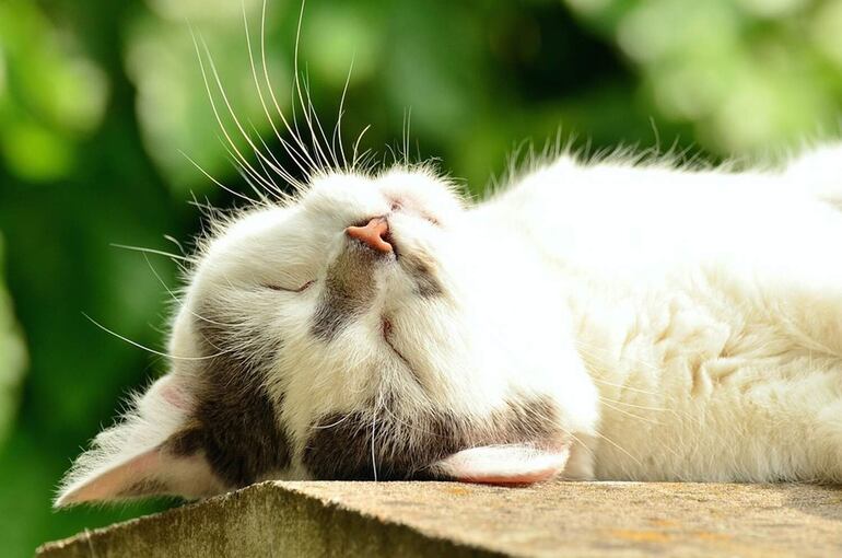 El cáncer de piel afecta principalmente más a los gatos que a los perros, más a los gatos de edad avanzada de color blanco o con zonas blancas en el pelaje.