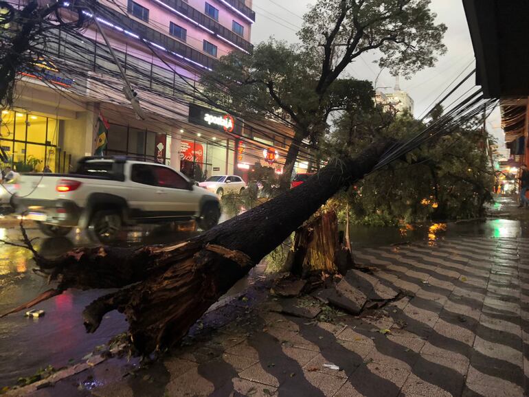 Un árbol cayó en el microcentro de Ciudad del Este.