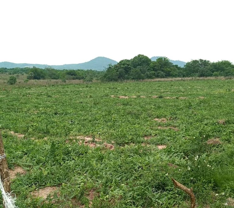 El productor Braulio Aguilera sufrió algunas pérdidas en sus plantines de sandía durante la helada que se registró este año en la zona de Paraguarí.