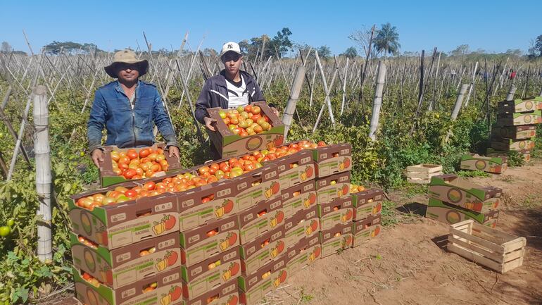 El productor, Adilio Brítez  (Izquierda) y el joven agricultor , Nelson Servín (derecha), mostrando los tomates.