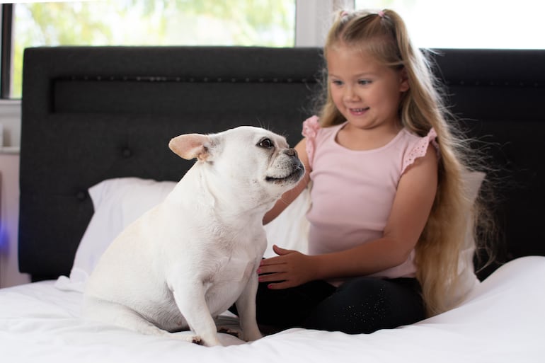 Perro de raza Bulldog Francés.