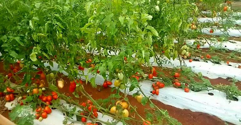 
Según los productores, actualmente habría unas 120 mil a 130 kilos de tomate en finca en época de cosecha 