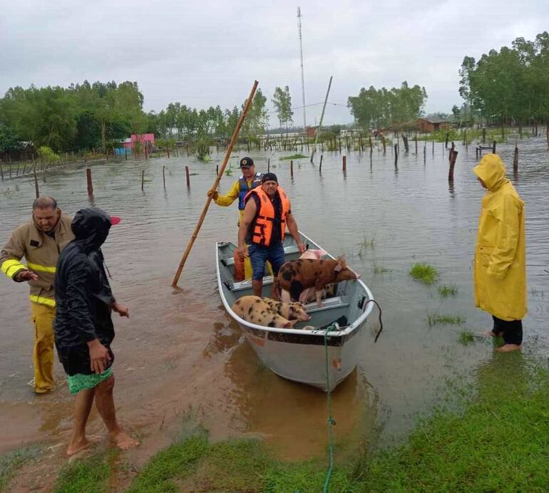 En canoa los lugareños rescatan sus animales que crian para autoconsumo.