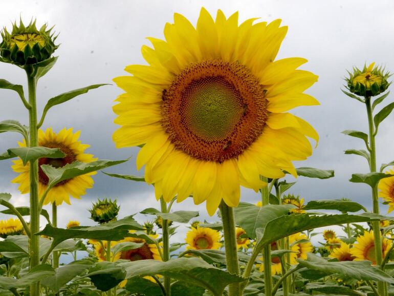 La capacidad de un girasol para seguir la trayectoria del sol de este a oeste durante el día, y volver a orientarse hacia el este antes del siguiente amanecer, depende de múltiples tipos de fotorrespuestas, según un nuevo estudio publicado en la revista de acceso abierto ‘PLOS Biology’ por Stacey Harmer y sus colegas de la Universidad de California Davis (Estados Unidos).