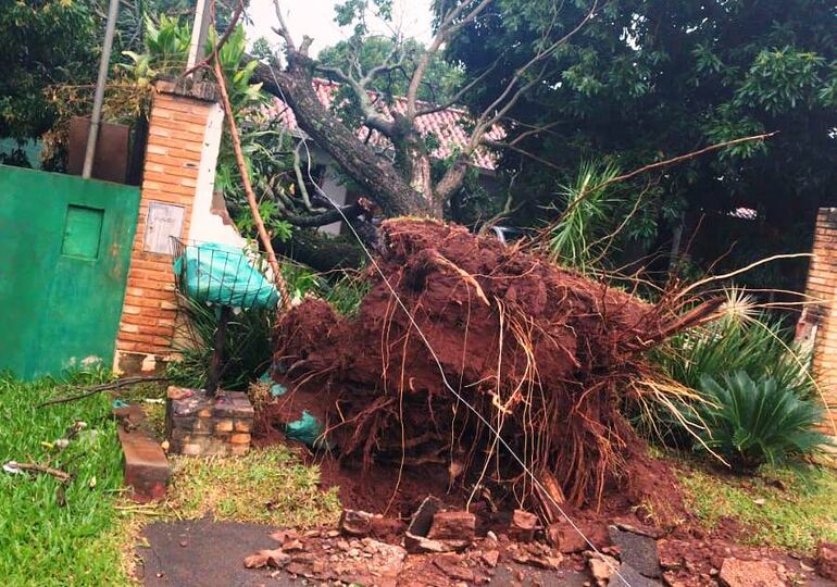 Un árbol cayó y ocasinó daños en la muralla de una vivienda en Hernandarias