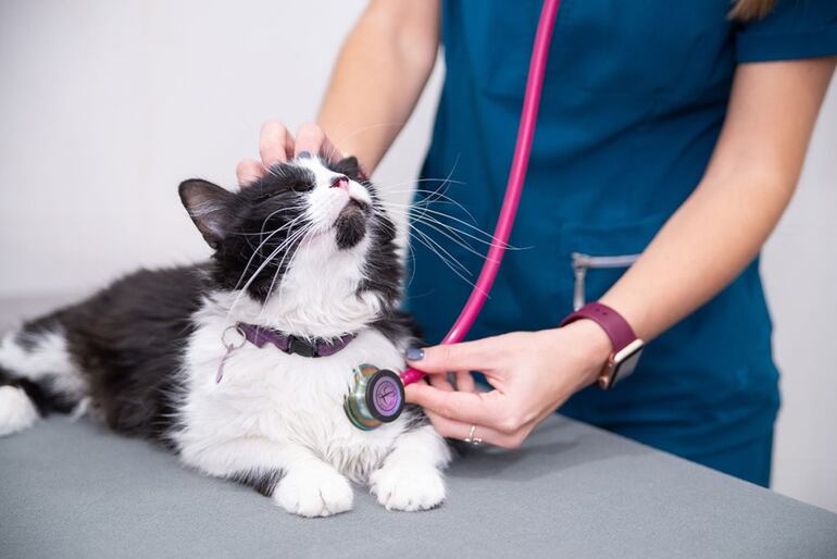 Gatito en la veterinaria