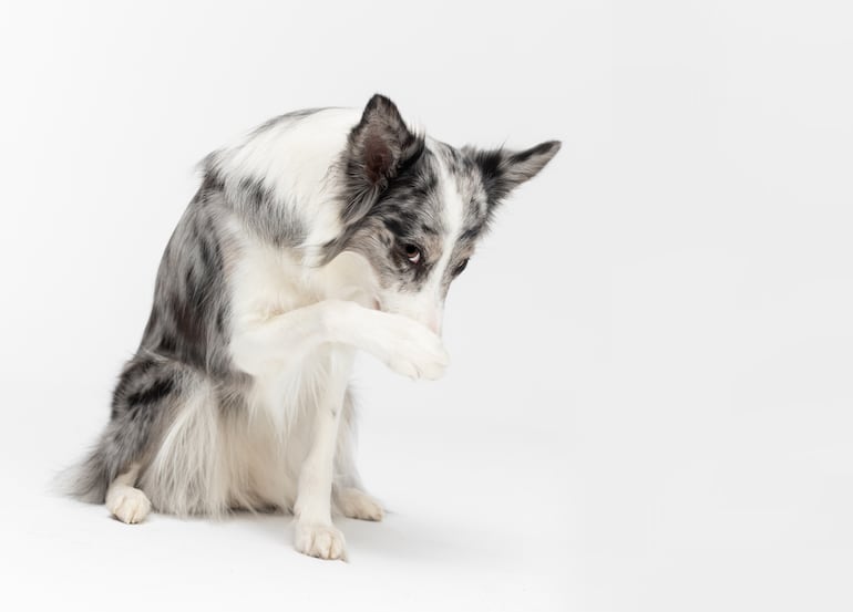 Perro de raza Border Collie.