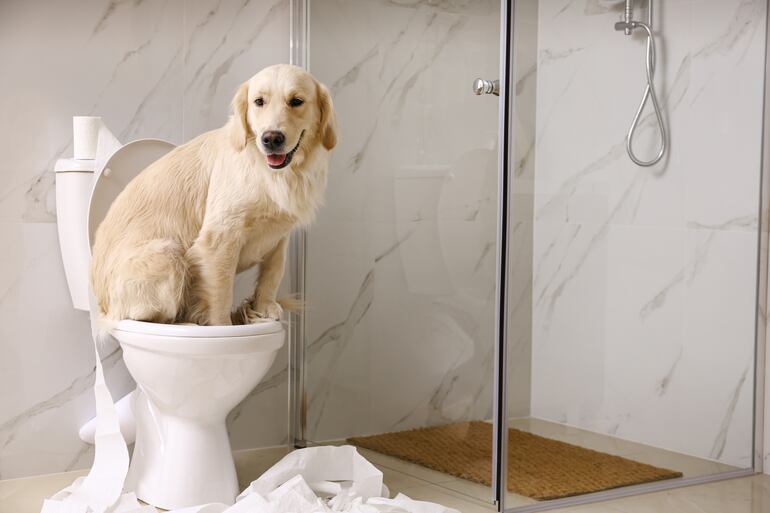 Un labrador sentado en un inodoro.