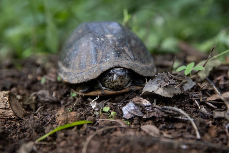 Científicas de la Universidad Estatal de Iowa y de la Universidad Autónoma de Barcelona (UAB) consiguieron ensamblar los genomas inéditos de dos especies de tortugas criptodiras o de cuello oculto, cuyos resultados ofrecerán información sobre la evolución de los vertebrados y de conservación de las tortugas.