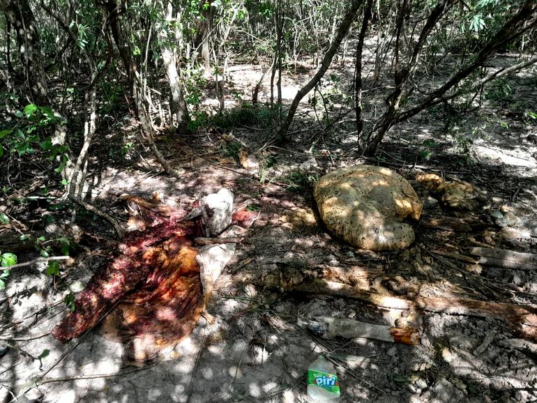 Restos del animal faenado por los supuestos abigeos en la estancia Oroite.