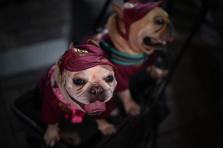 Los perros con pliegues deben ser bien secados. 