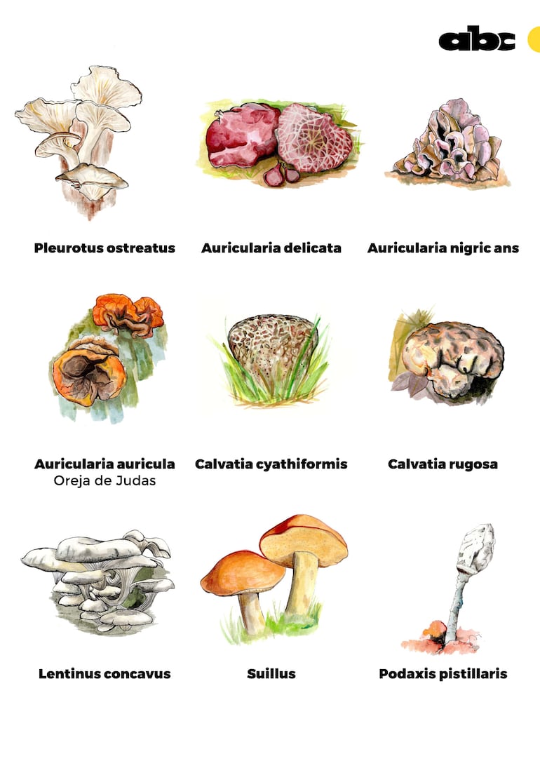 Hongos comestibles hallados en Paraguay, ilustrados por Laura Sánchez, para el libro "Hongos silvestres y comestibles en Paraguay.