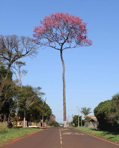 Lapacho rosa en Hohenau.