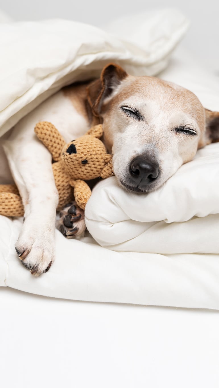 Durante las vacaciones, los perros pueden ser llevados a hoteles de mascotas donde reciben cuidados especiales.