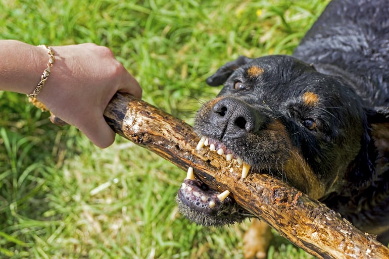 Rottweiler