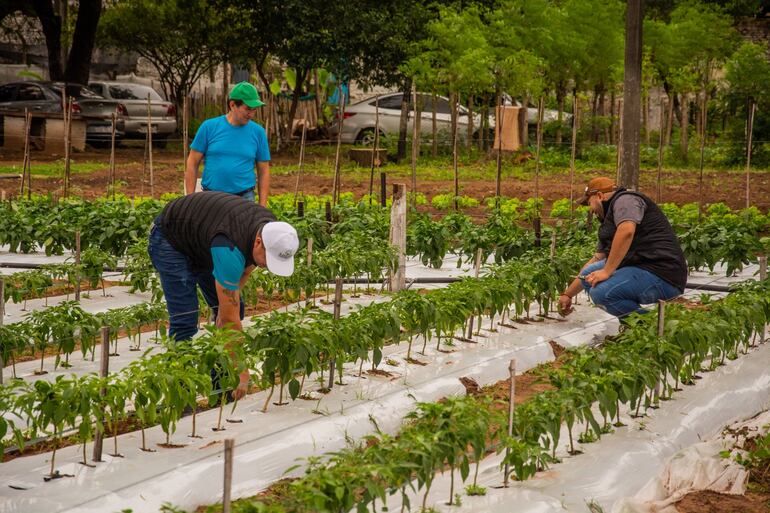 Cosecha de locote en Tacumbú como parte de un proyecto de reinserción social.