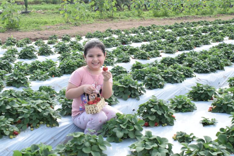 El horario de atención es de lunes a domingo de 09:00 a 17:00. El acceso es gratuito y solo se abona por la frutilla recolectada.