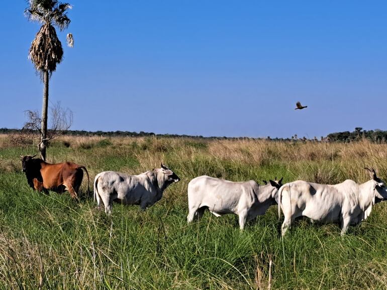 Ganadero de Villa Franca denuncia la desaparición de 54 animales vacunos de su establecimiento; sospecha que se trataría de un hecho de abigeato.