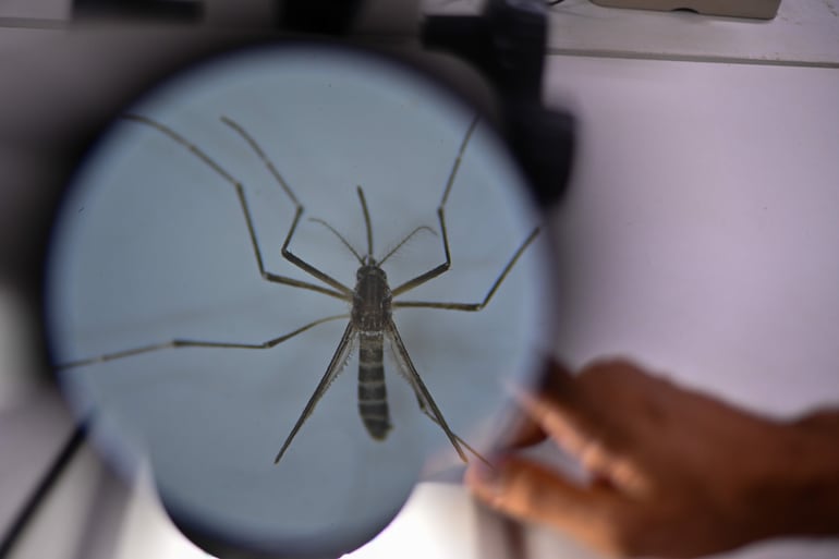 Mosquito Aedes aegypti, responsable de transmitir el dengue, a través de un microscopio del Laboratorio de Parasitología Médica y Biología de Vectores de la Facultad de Medicina de la Universidad de Brasilia (UnB).