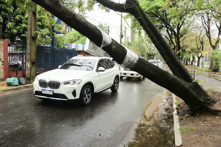 Árbol sobresale del paseo central de la avenida Boggiani a la altura de R.I. 6 Boquerón.