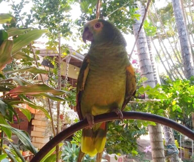 "Pancho" lleva 20 años con su familia y siempre alegra a los niños del barrio.